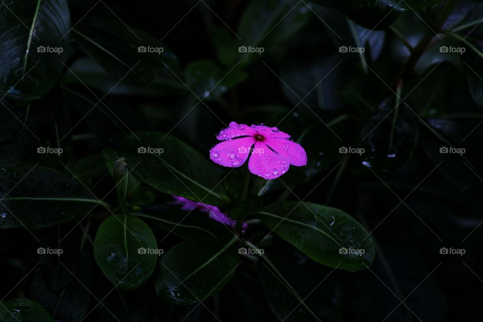 night flower photo