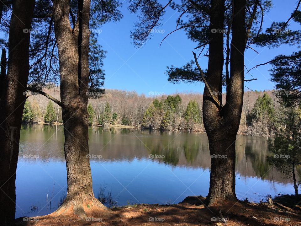 Holcomb Pond through trees