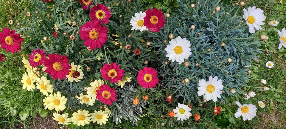 multicolored daisies