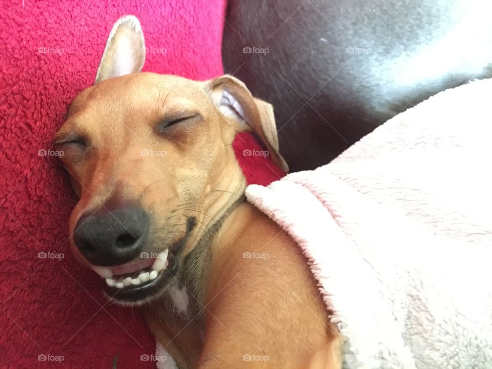 Amber the Italian greyhound puppy smiling in her sleep while snuggled up under a blanket 