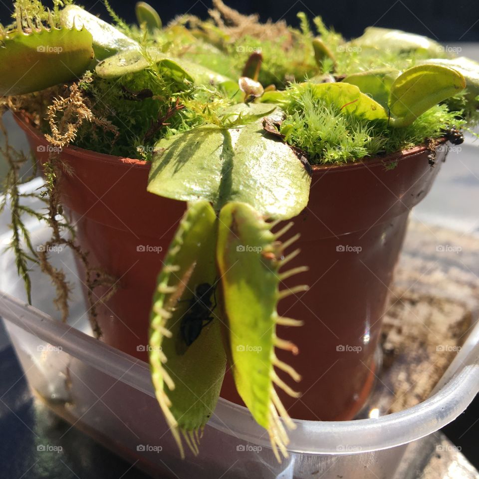 Elvis my Venus fly trap looking rather tatty perhaps it’s time to repot him ? 