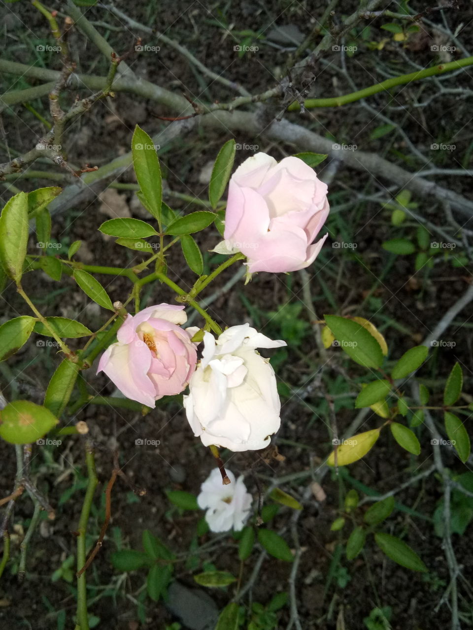 portrait of a plant challenges