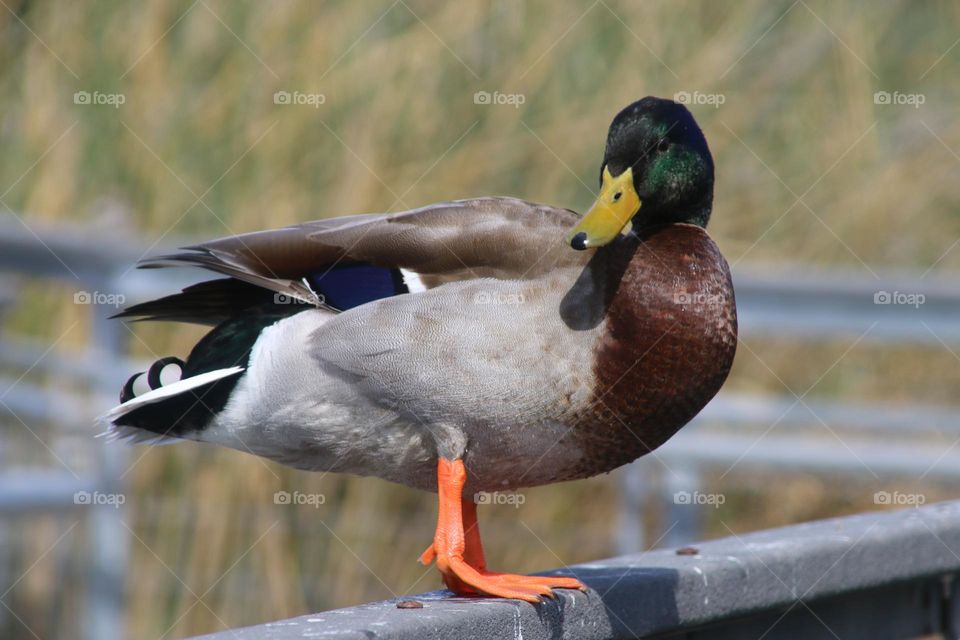 Mallard Duck on the Railing