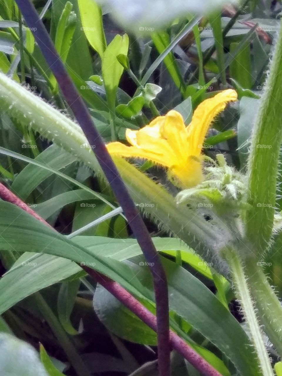 cucumber blossom