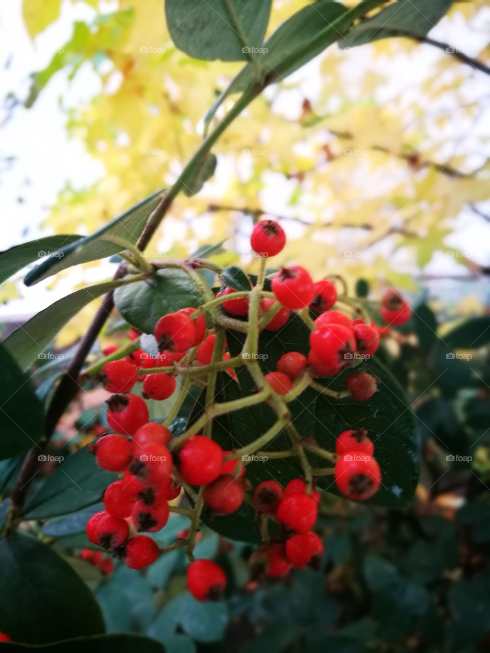 Close-up of berry fruit