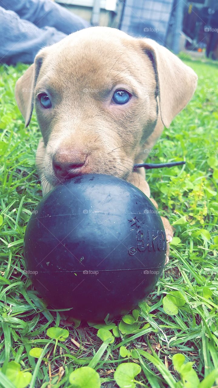 pit bull puppy play playing with ball