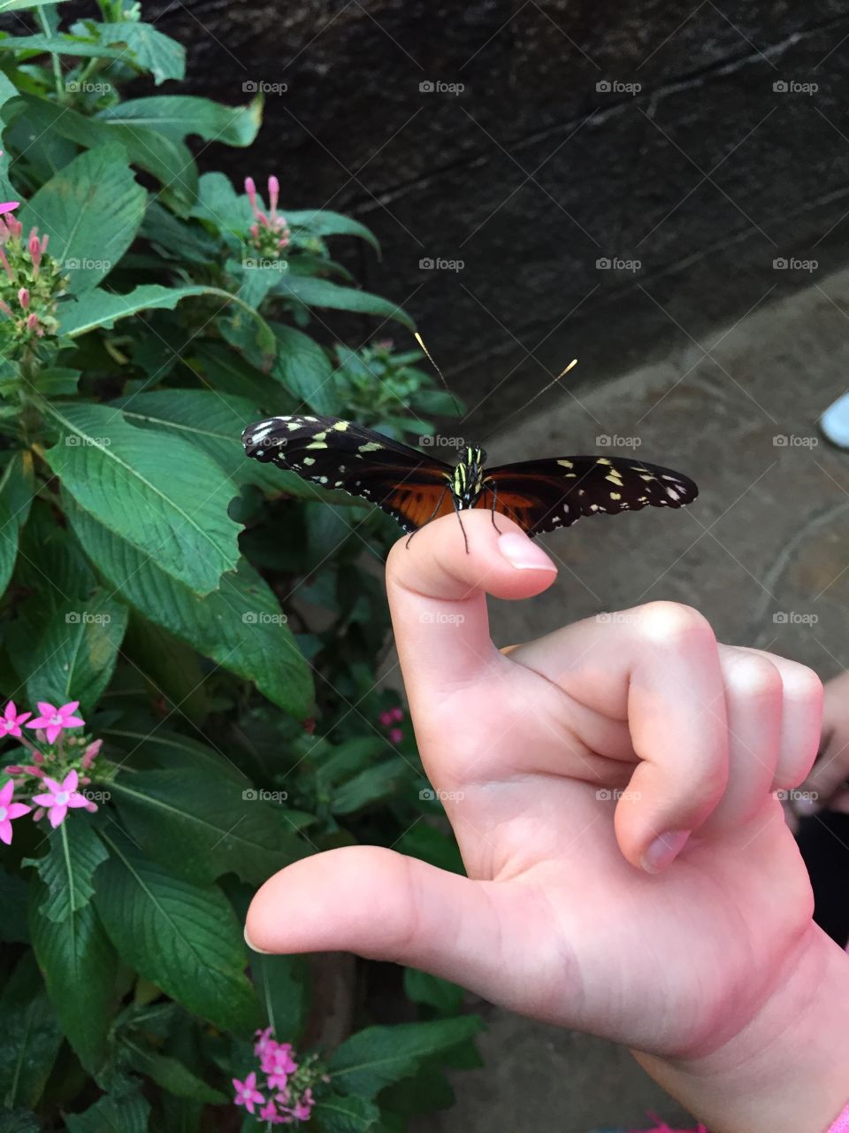 Butterfly beauty