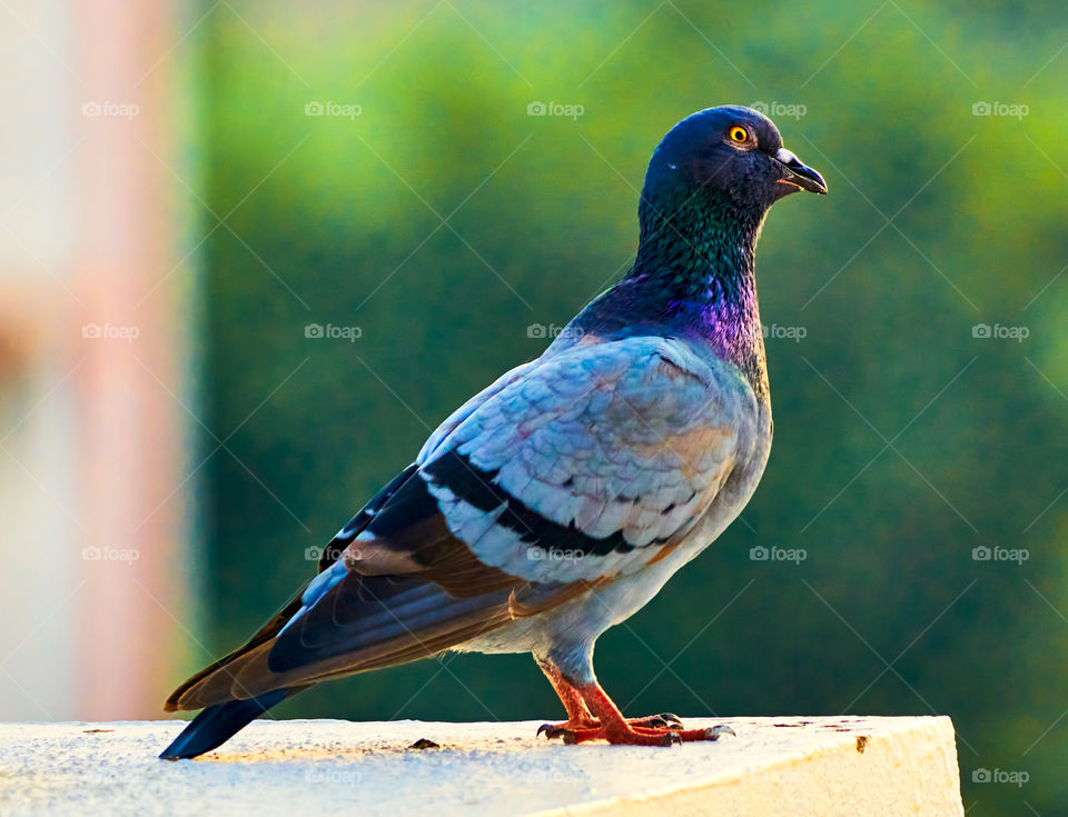 Bird photography  - dove  - portrait