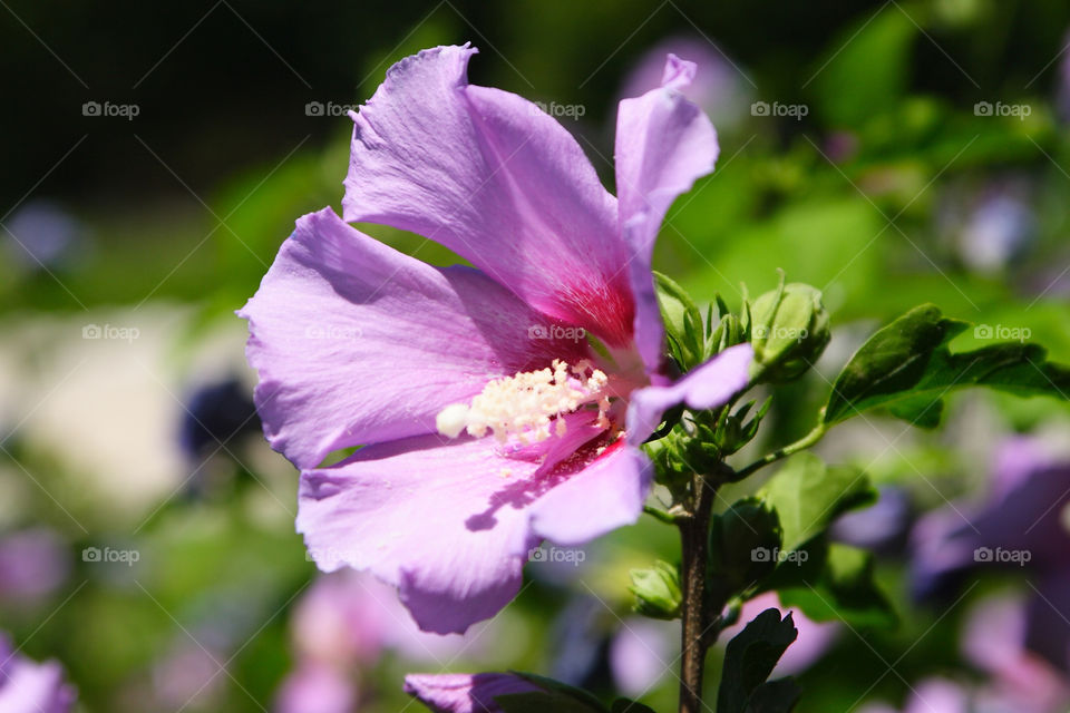 flower purple summer petal by ippocampo