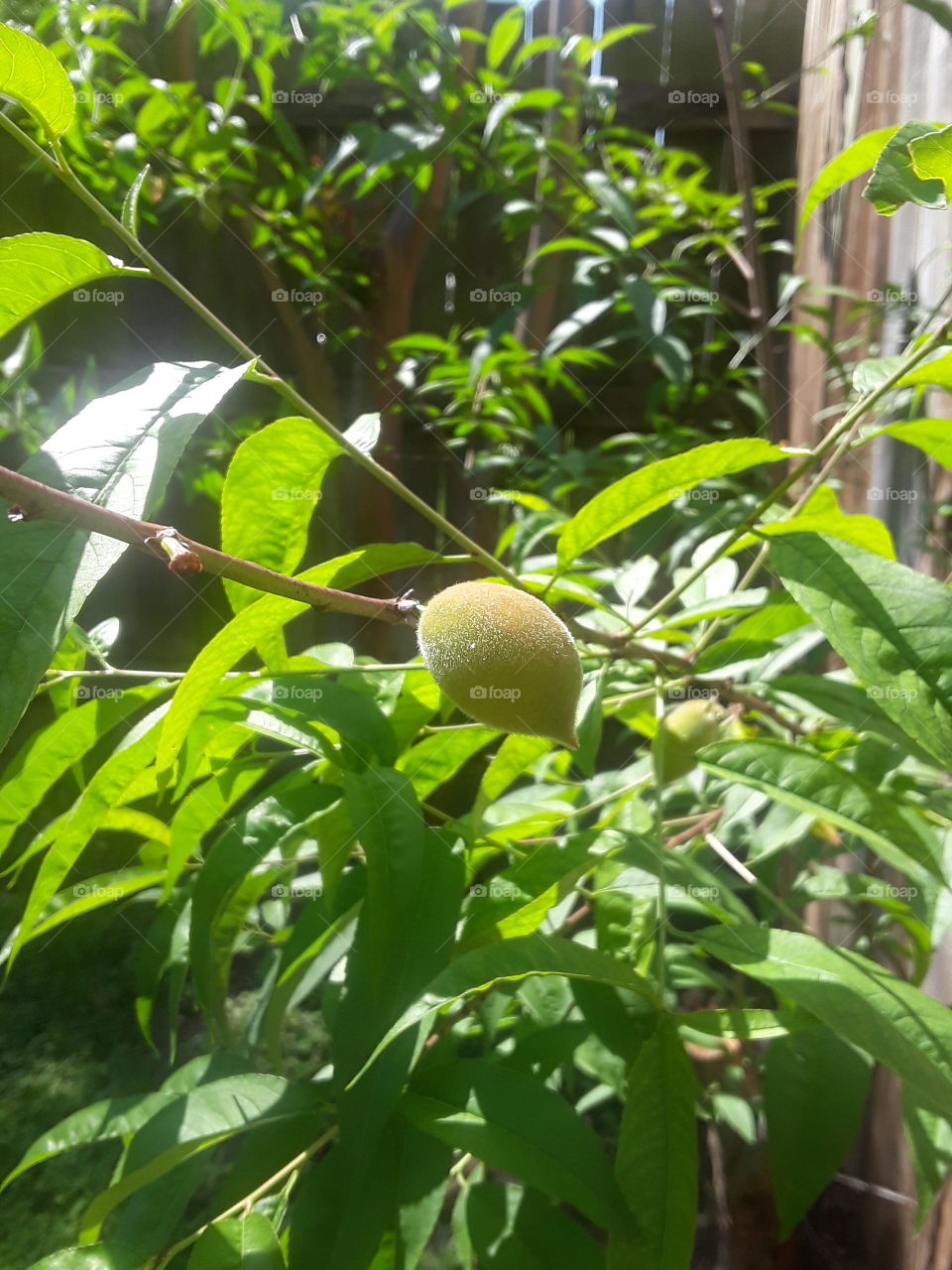 peachy growing