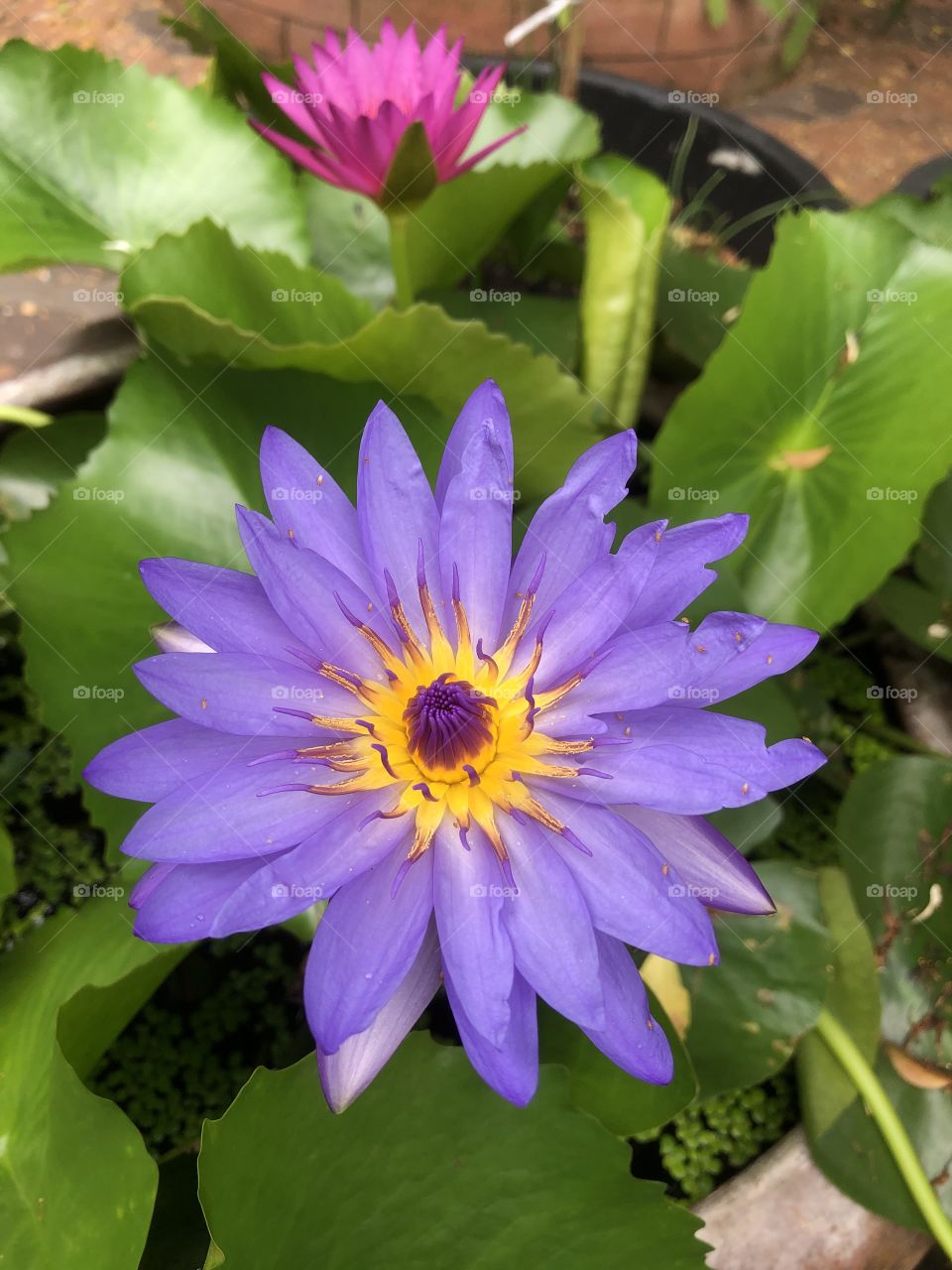 Flower # purple lotus # blooming 