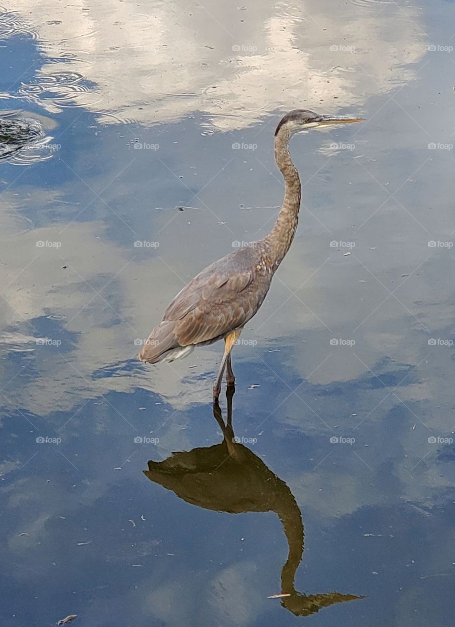 reflections  of a  wonderful egret on Florida wetlands