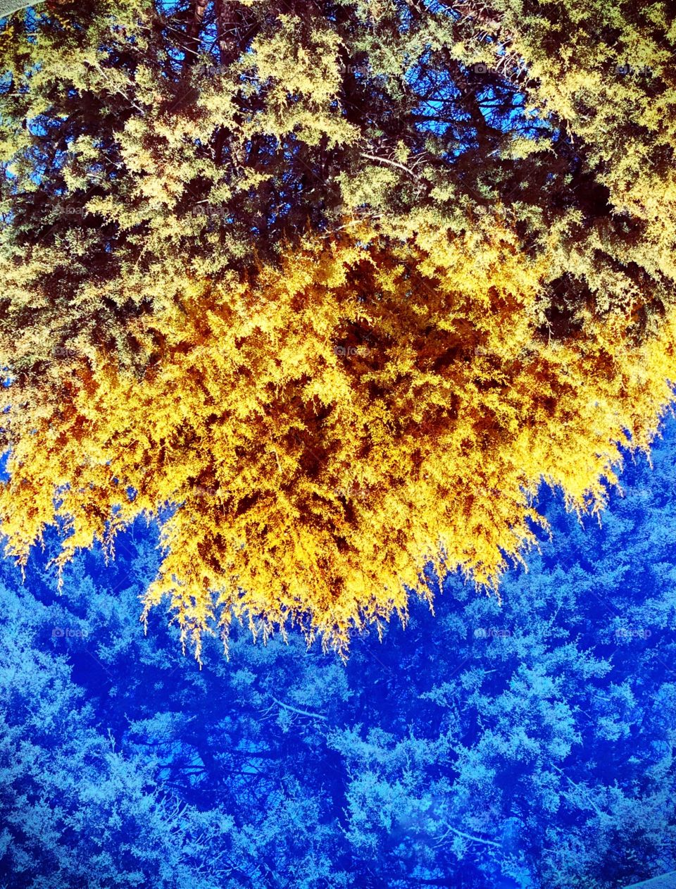 Upside down Golden Blue 🌲
