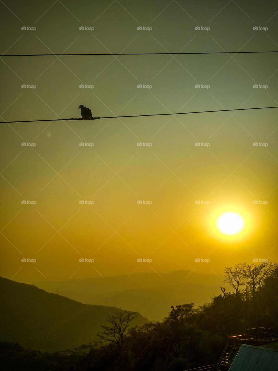 beautiful bird during sunset.