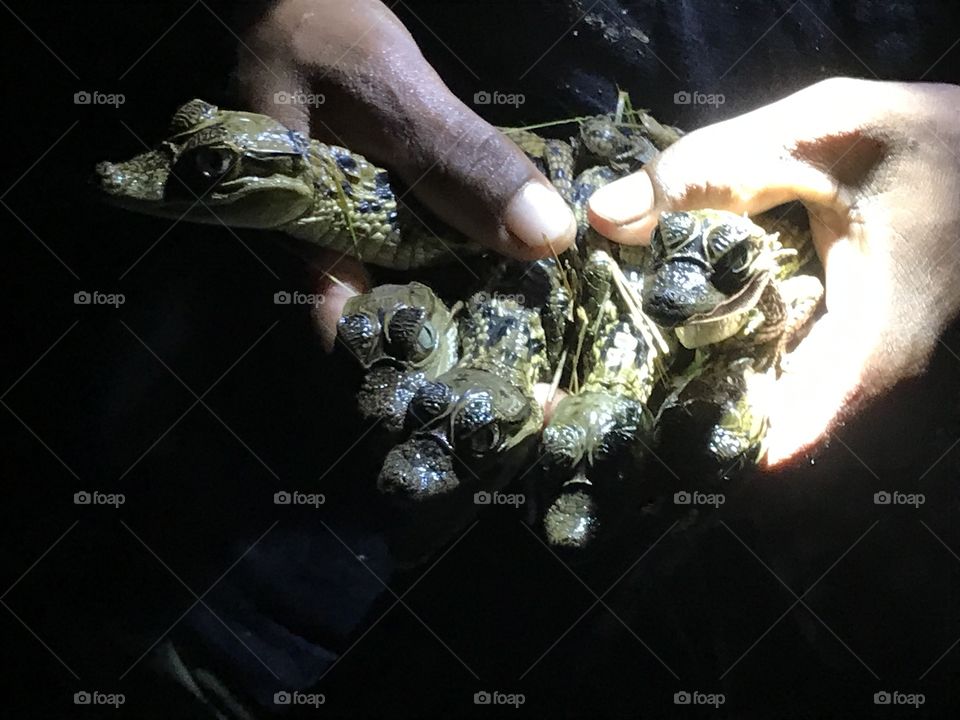 Aligator preservation Amazon Forest at Brazil