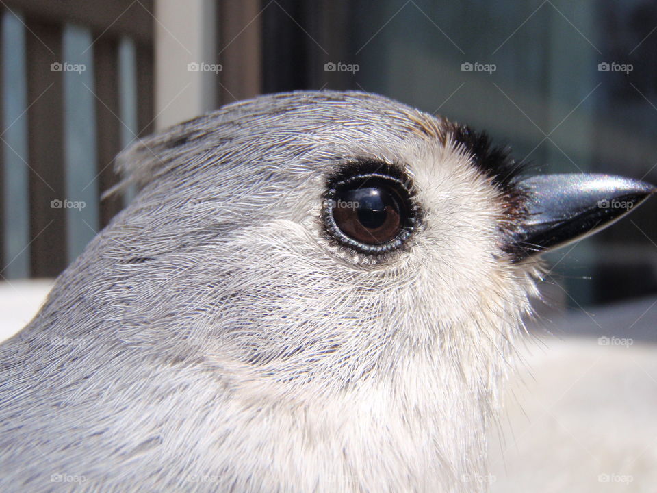 Tufted titmouse close up. Profile of tufted titmouse close up