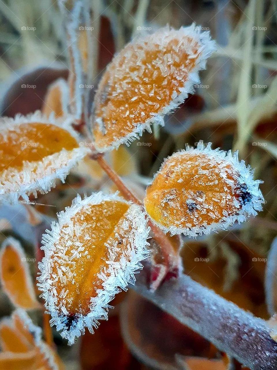 A beautiful Icy shadow all over the nature... Winter is here!!