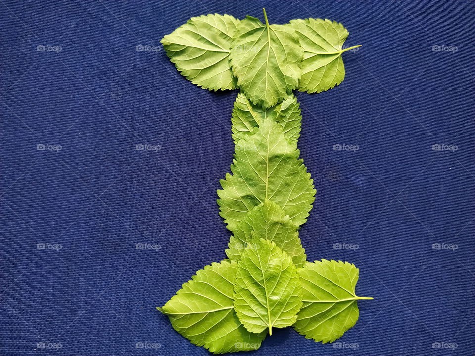 Letter I alphabet made with mulberry Tree Green leaf over blue background