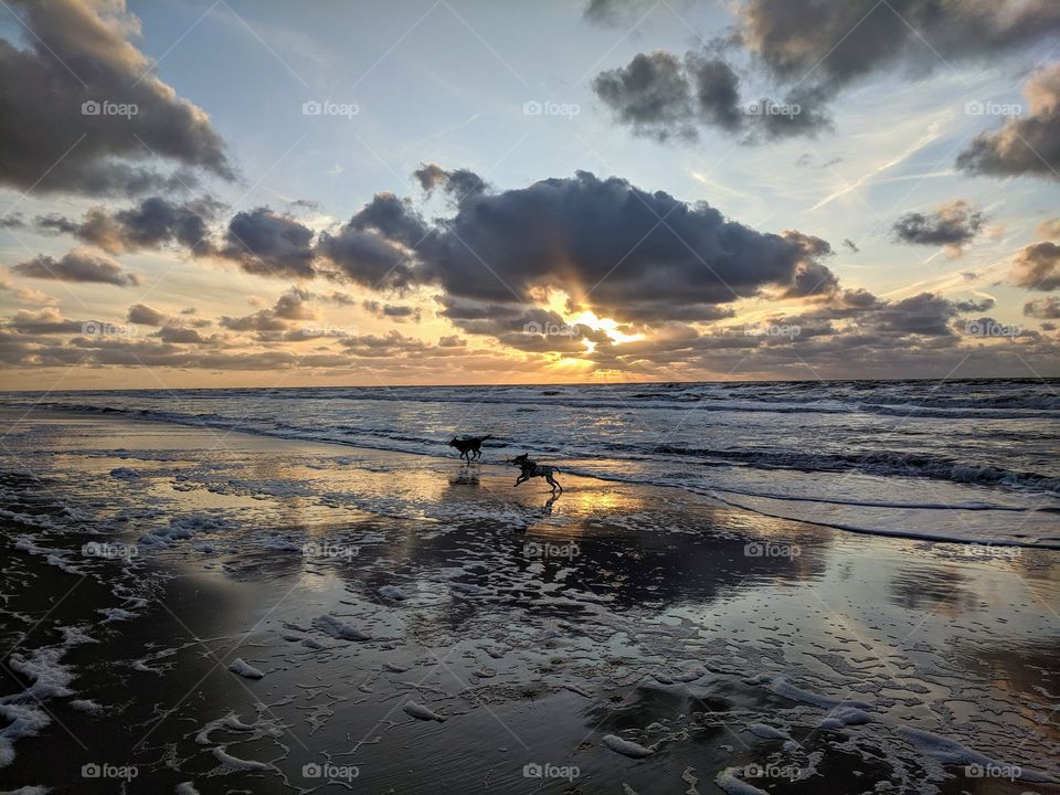 2 dogs playing at the beach during cloudy sunset