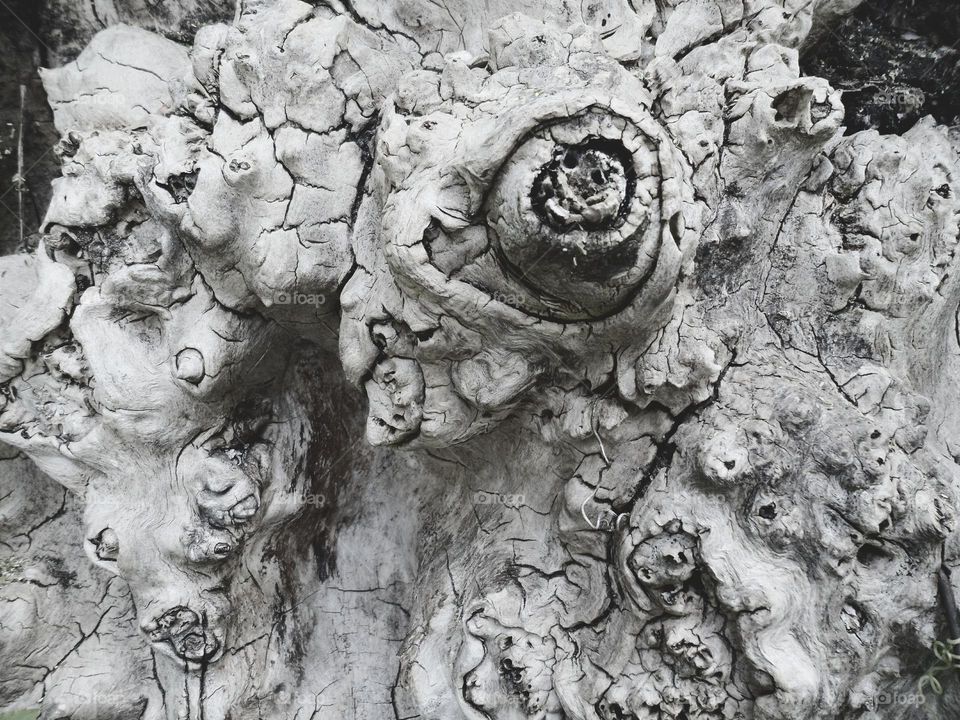 Old tree texture