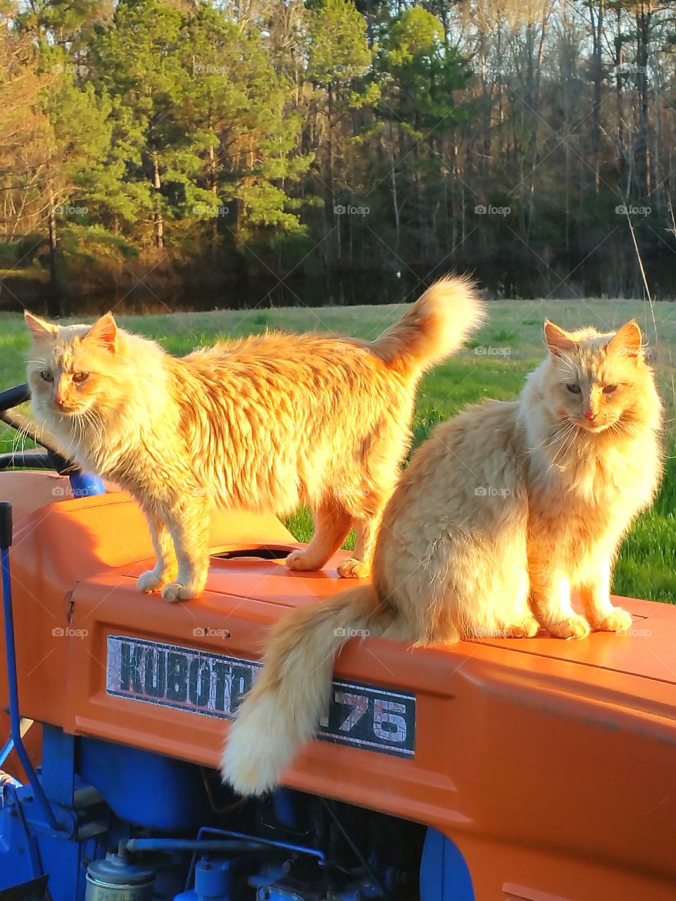 cats sitting on tractor