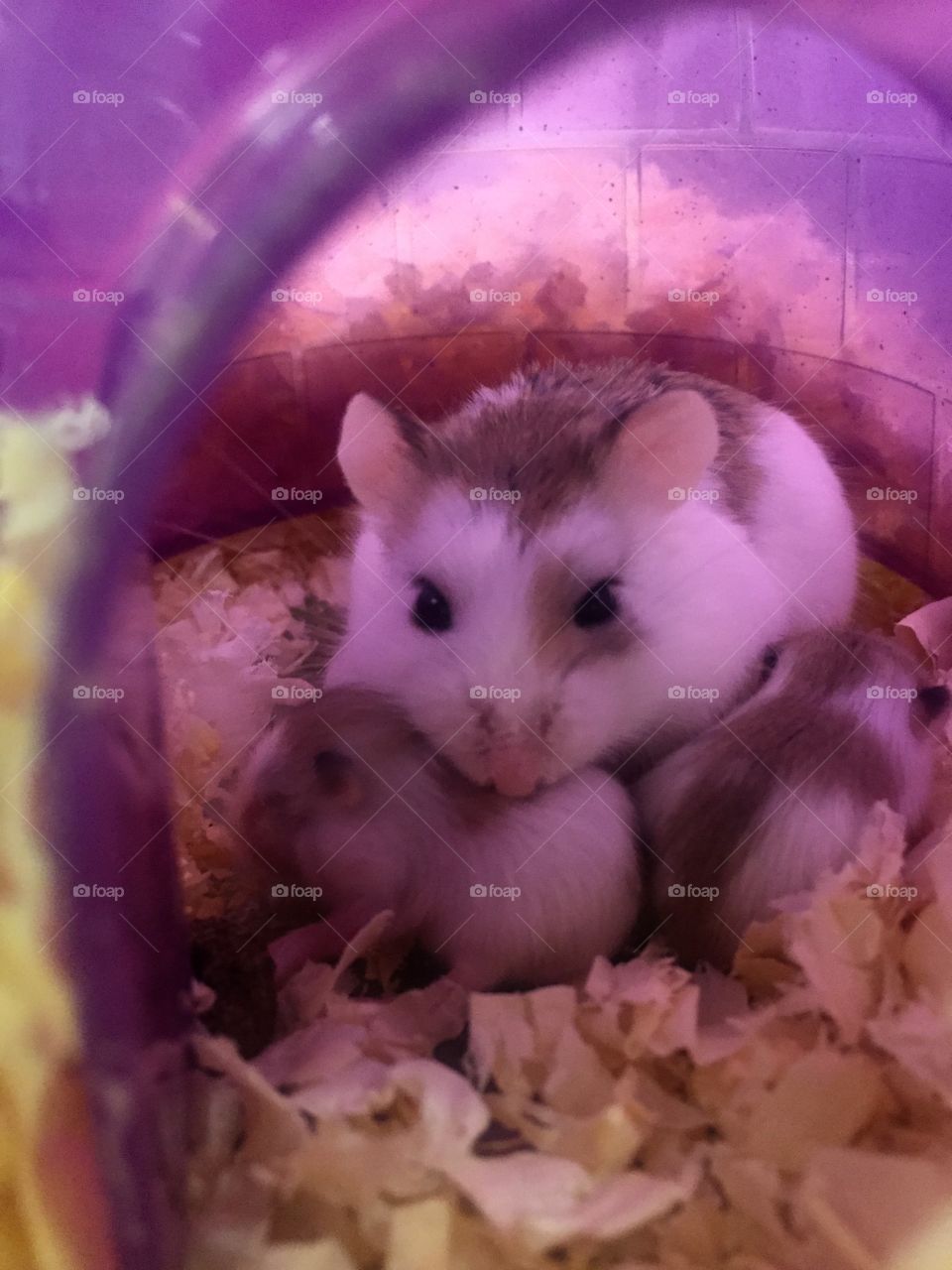 Baby Hamster 