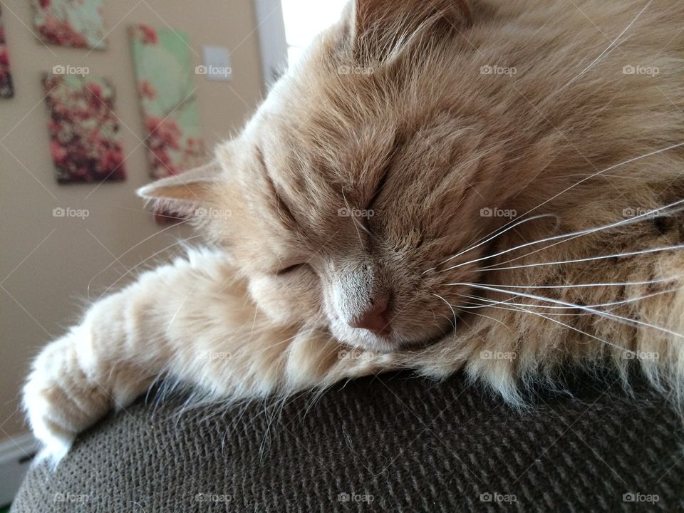 Sleeping cat