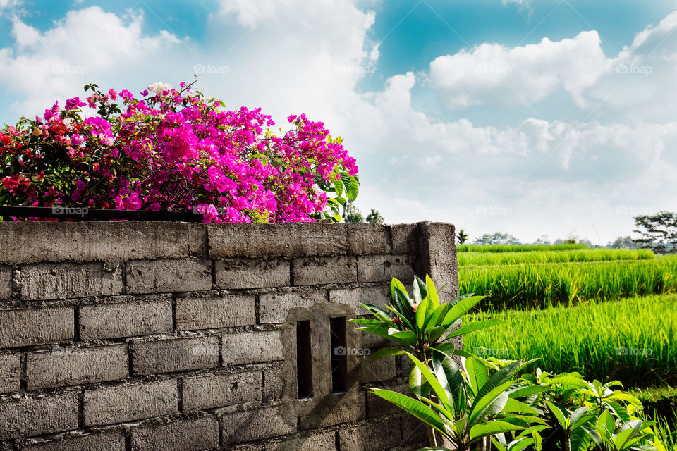 Pink flowers, stone wall and blue sky 