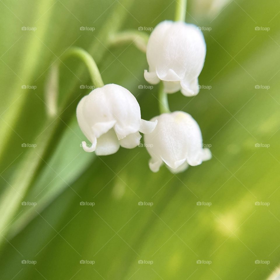 Beautiful flowers 