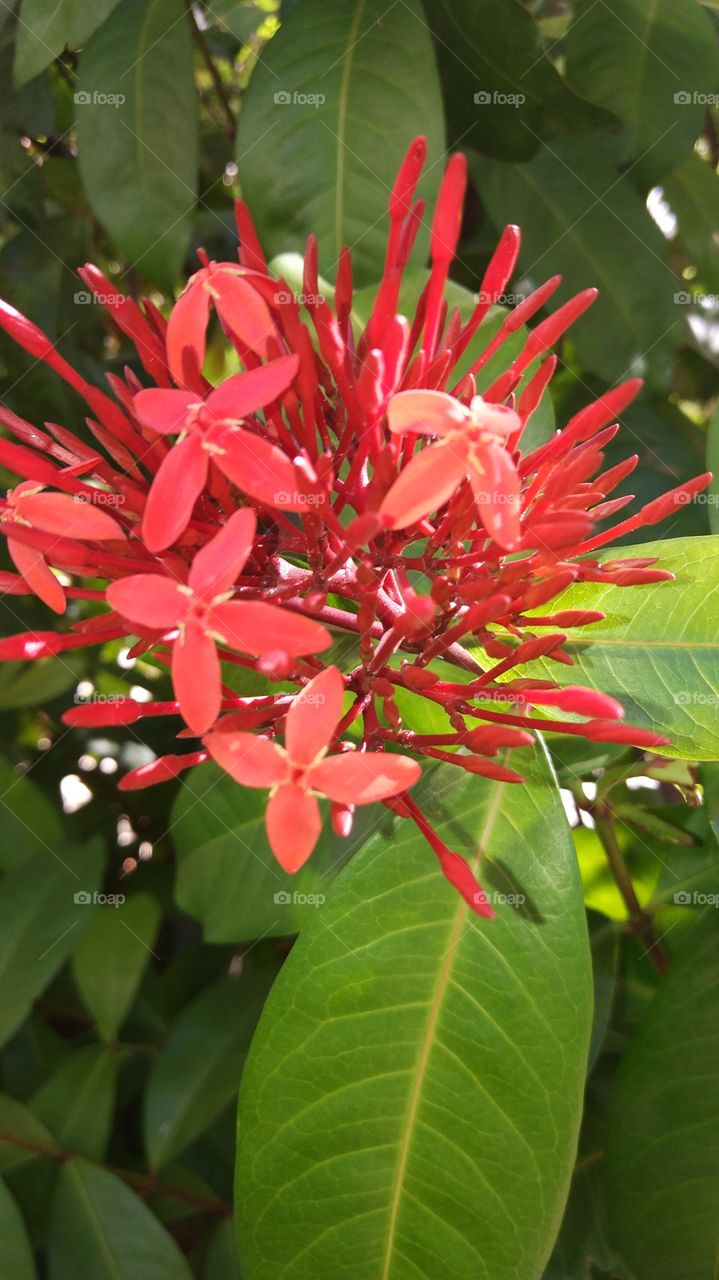 flores vermelhas flowers red