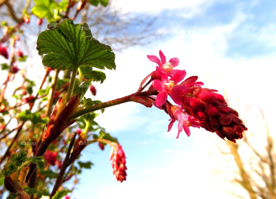 Spring blossom