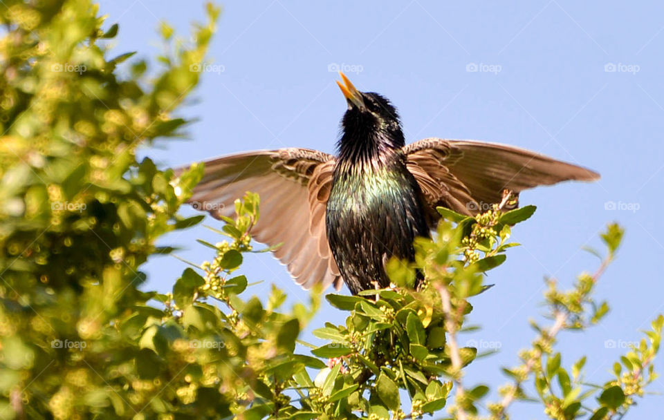 Singing Starling. Caught this naughty bird singing his song.