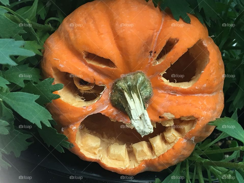 Mini pumpkin food art carving