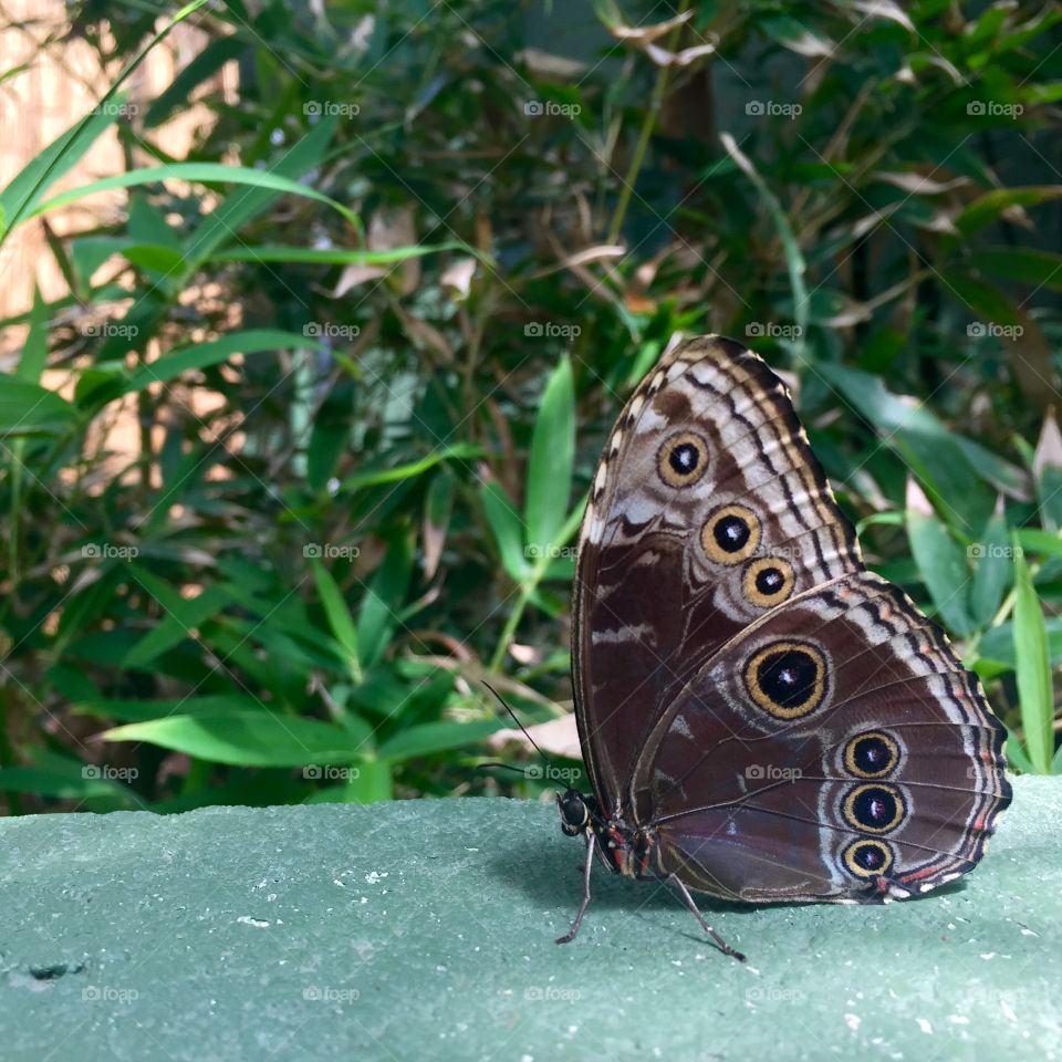Perch. Blue morpho butterfly