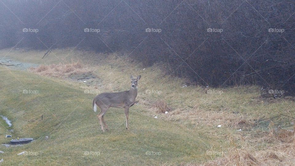 spotted a deer before work one morning