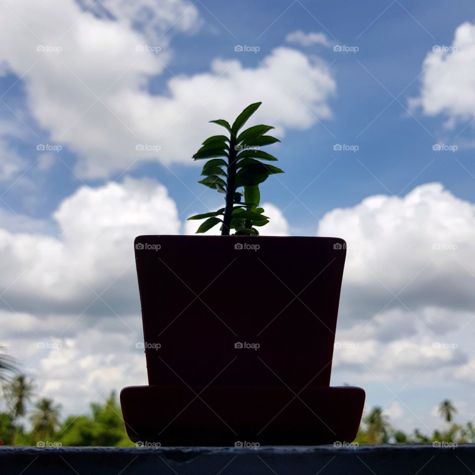 The plant is at the terrace garden