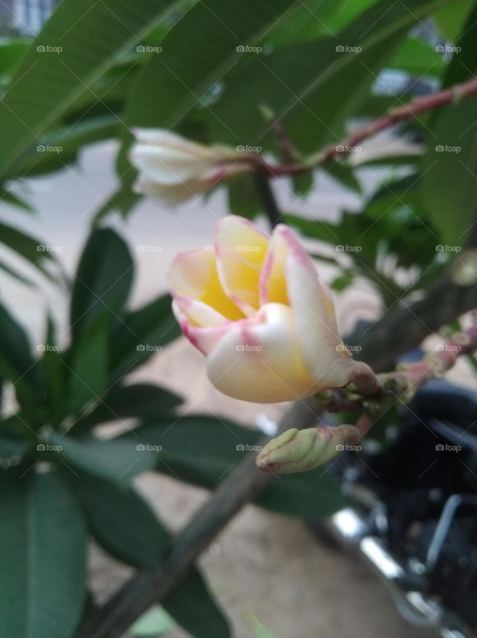 white and yellow flower seasonal fresh shurb small size looks very beautiful generally found everywhere