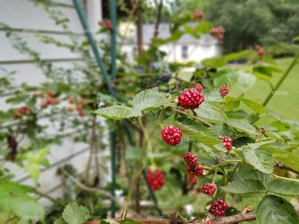 summer blackberries