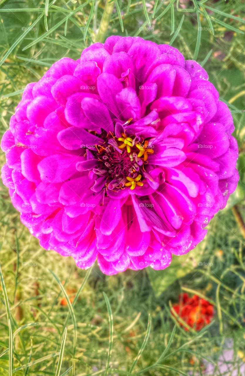 Hot Pink Bloom