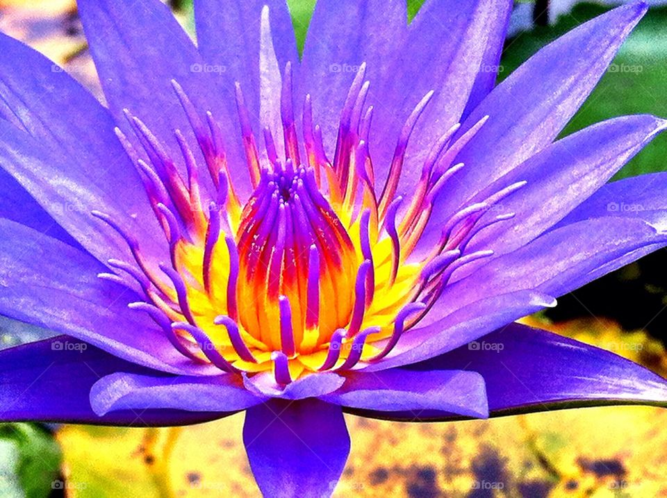 Beautiful violet lotus