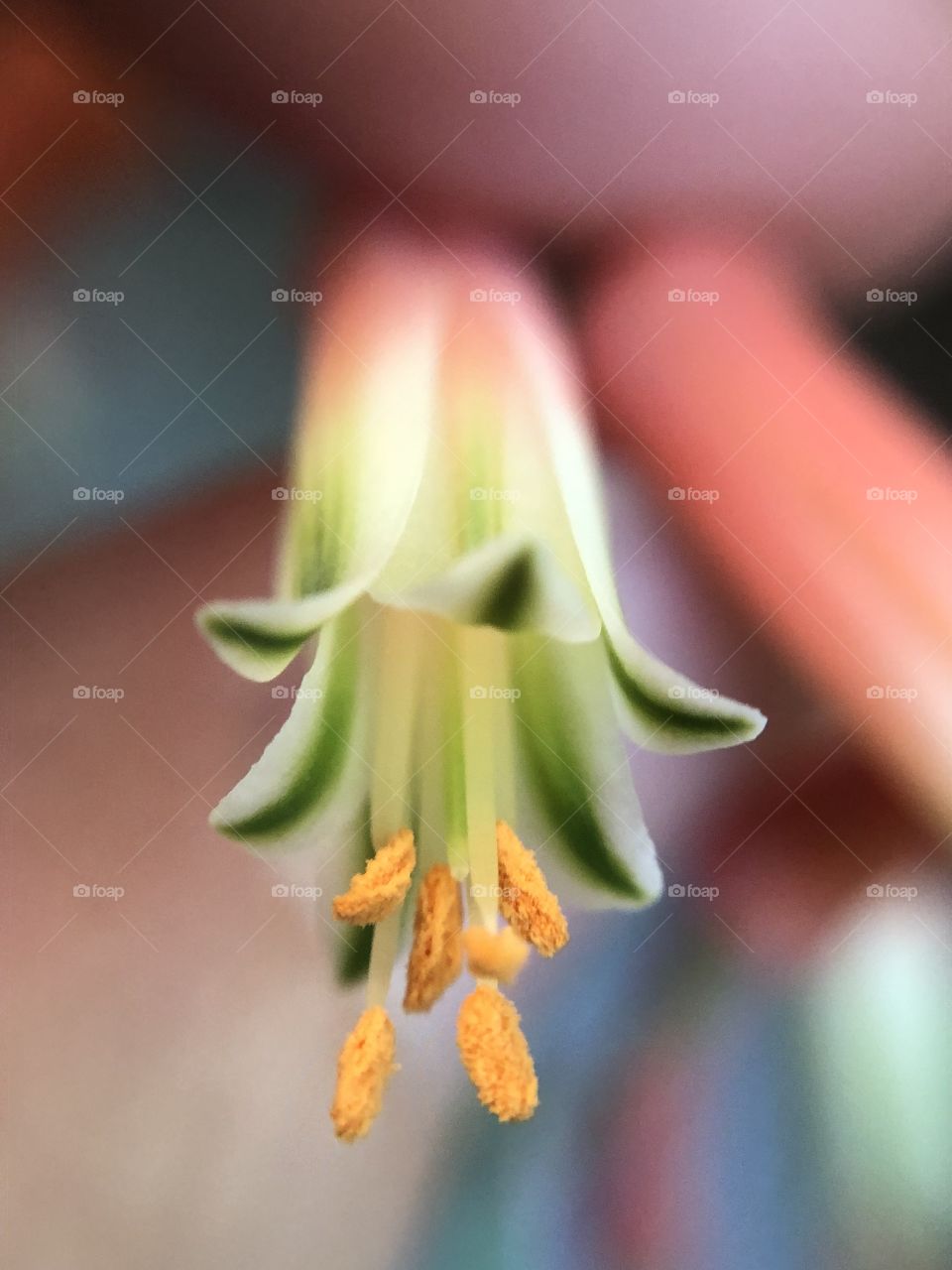 Peach & green flower bell - macro photography 
