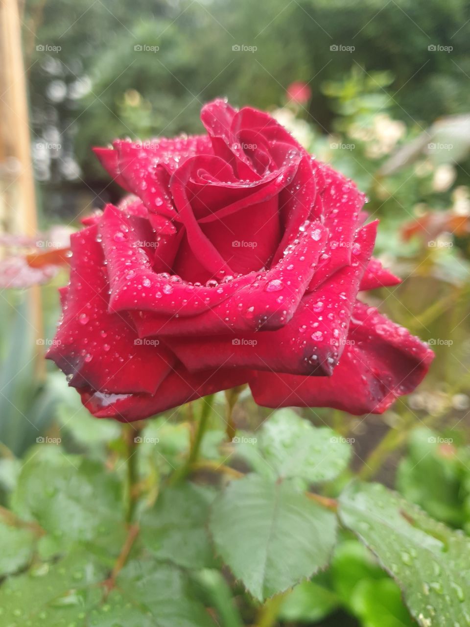 Die schöne Rose