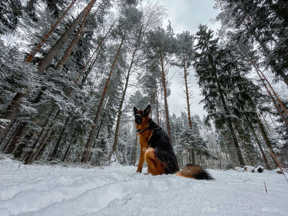 German shepherd dog in winter forest