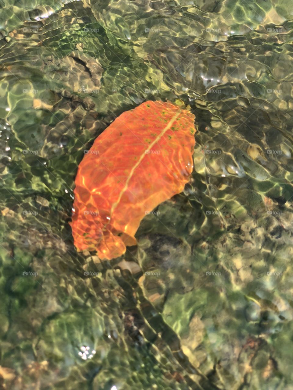 Leaf into the water 