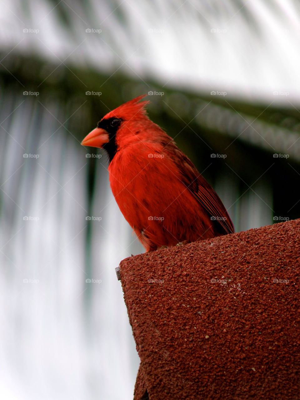 Cardinal