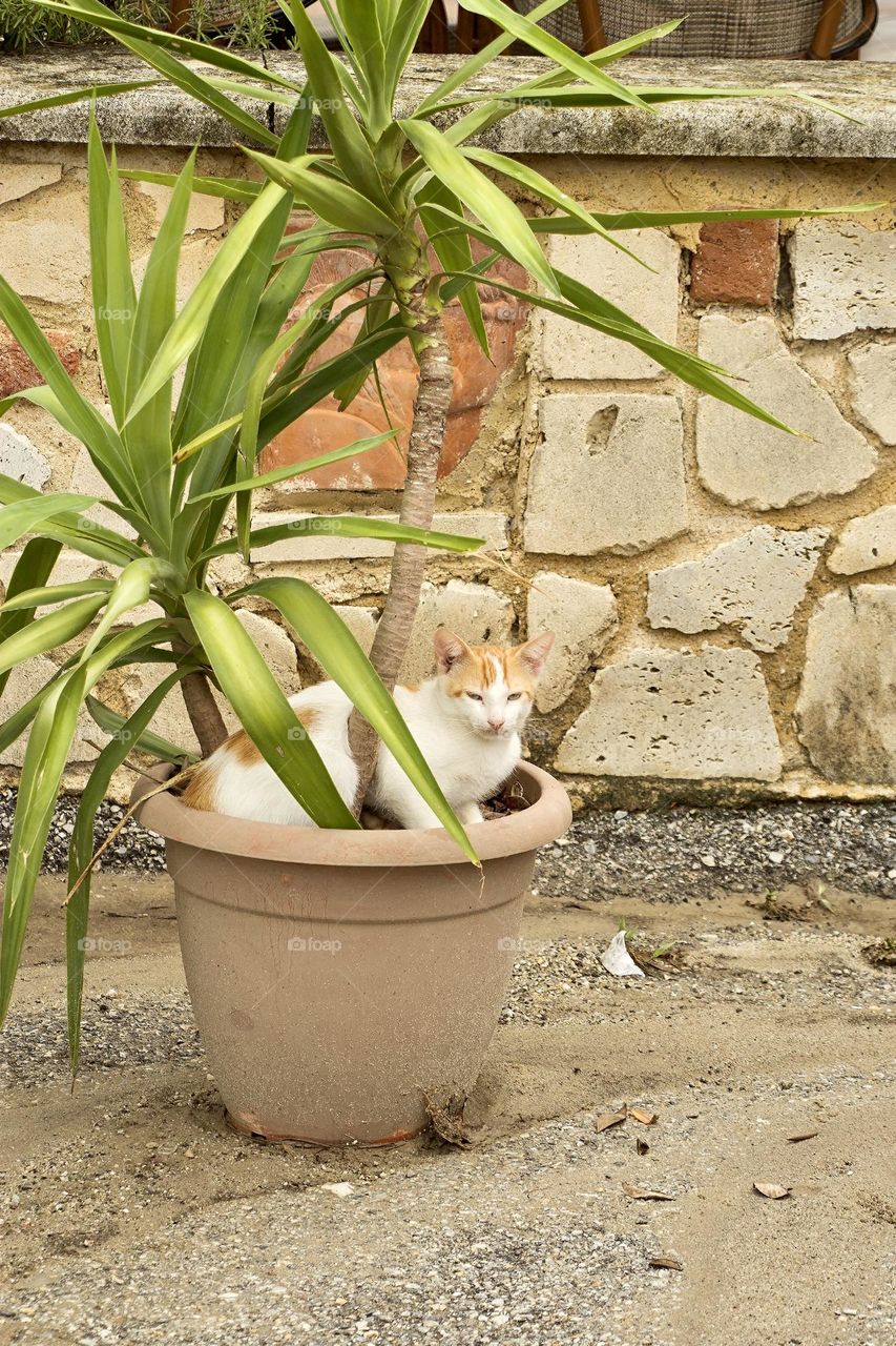 Cat resting in a pot with flower in the garden