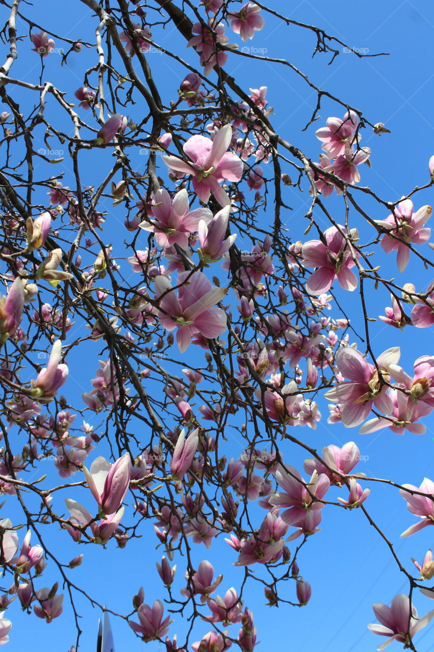 Magnolia blossoms in April against cerulean blue sky 