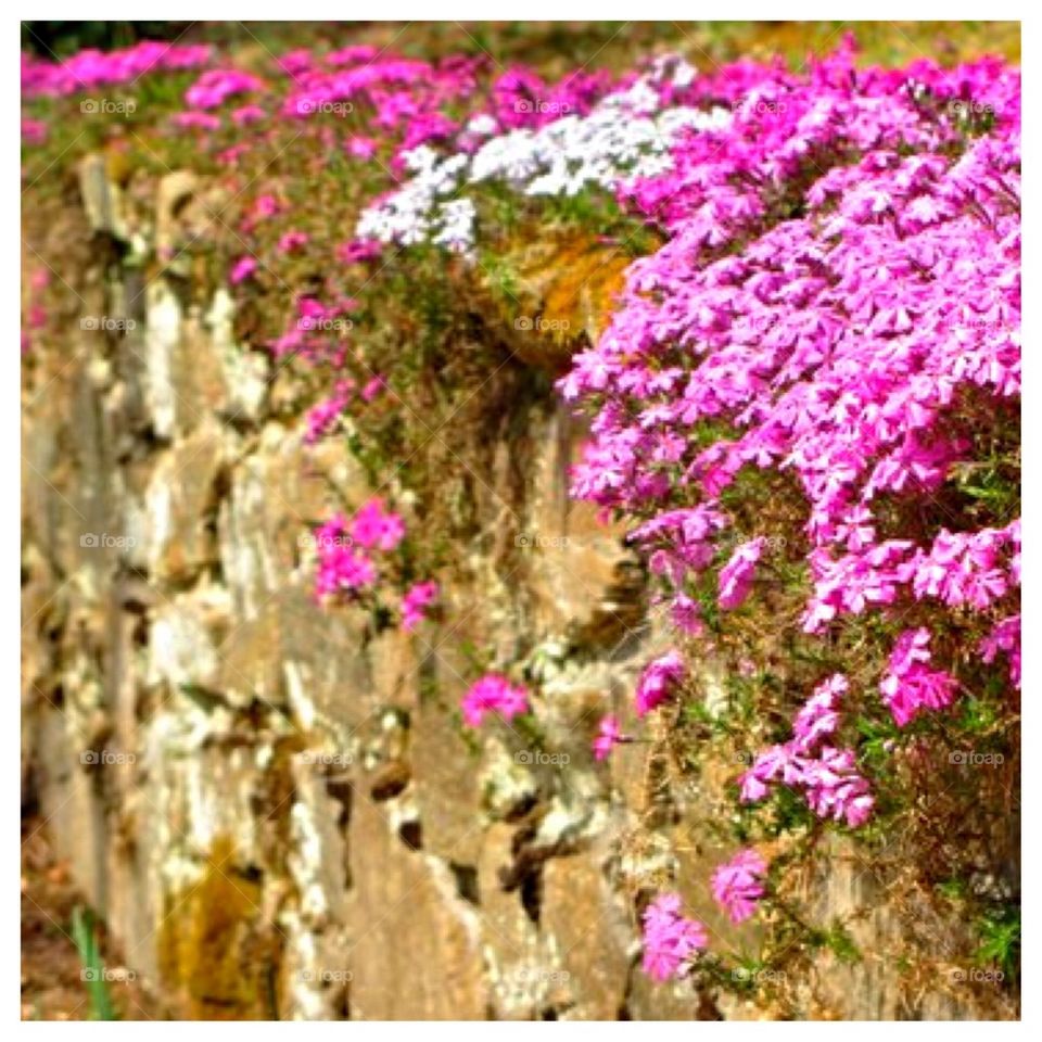 Cascading Phlox