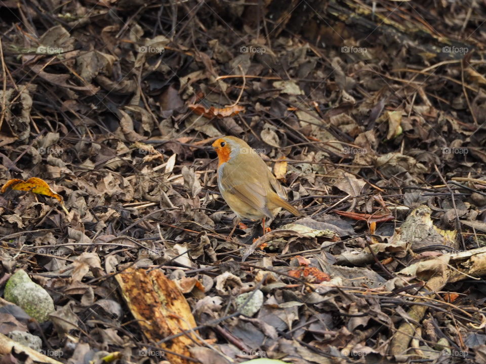 Robin foraging through leaf litter