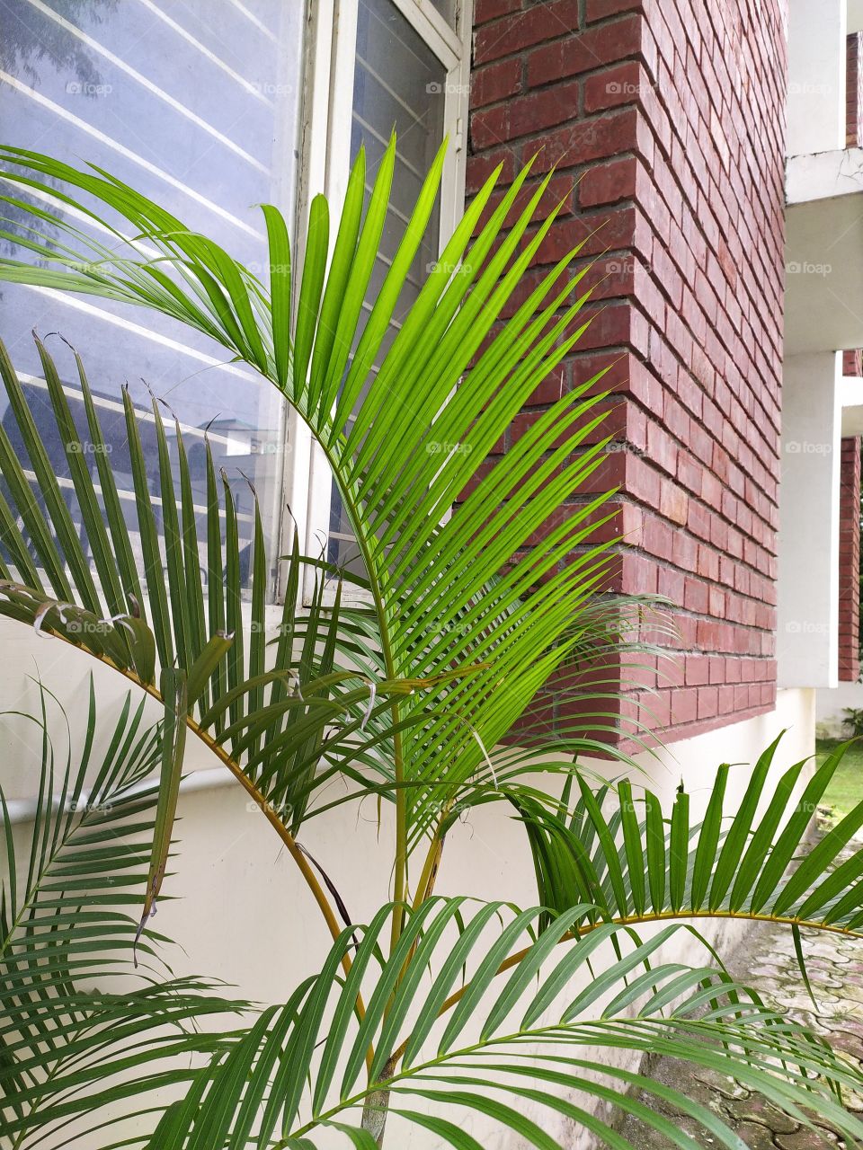 Palm beautifying the place